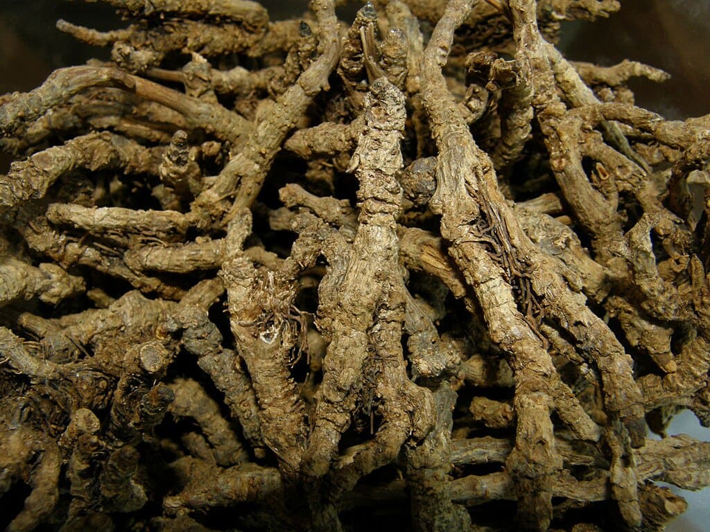 Huang Lian What It Is Benefits And Potential Risks Health Facts Time