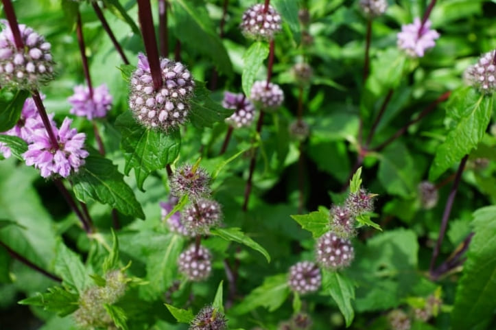 Jing Jie (荆芥): Unveiling the Secrets of This Chinese Herb - Health ...