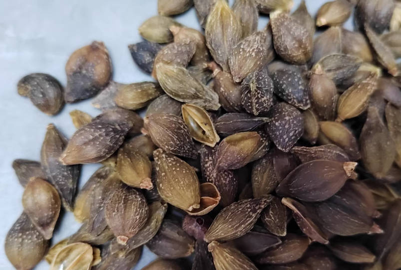 Lian Qiao (Forsythiae Fructus) Benefits, Risks, and More Health