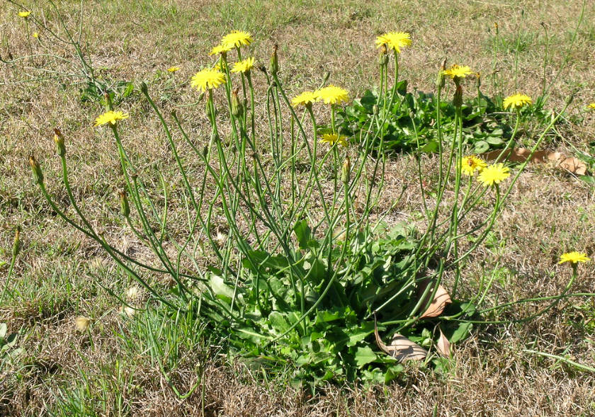Dandelion vs False Dandelion: A Comprehensive Comparison - Health Facts ...