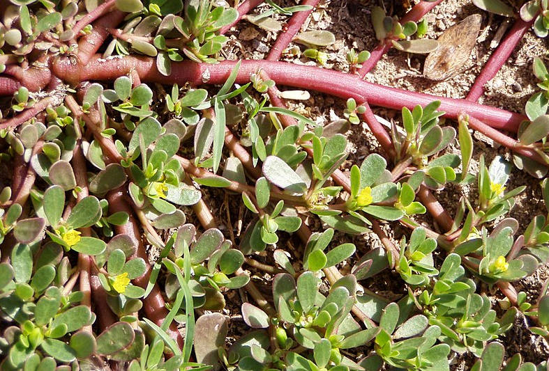 Ma Chi Xian (马齿苋) What Is It, Benefits, and Risks Health Facts Time