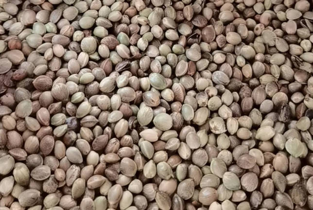 Hemp Seeds Alternatives: Nutritious Options for a Balanced Diet