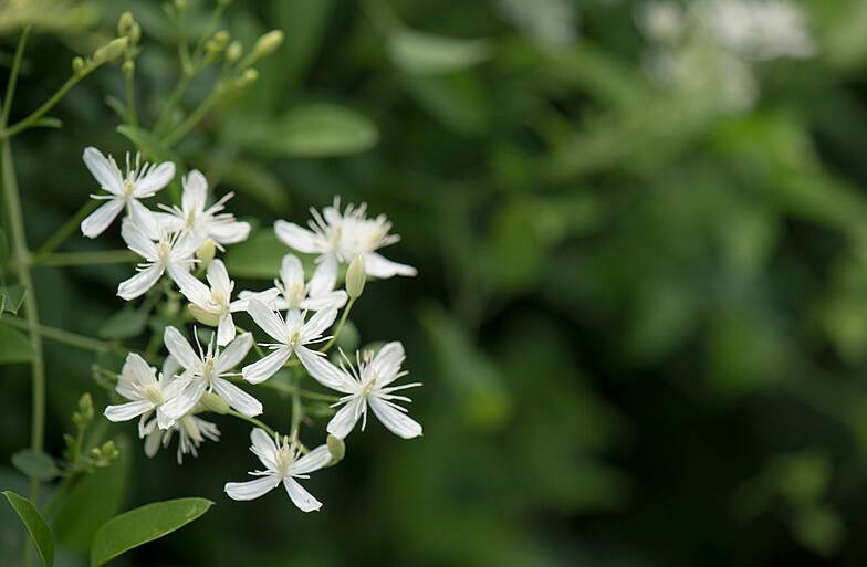 Chinese Clematis (weiling Xian): Benefits, Uses, And Risks - Health 