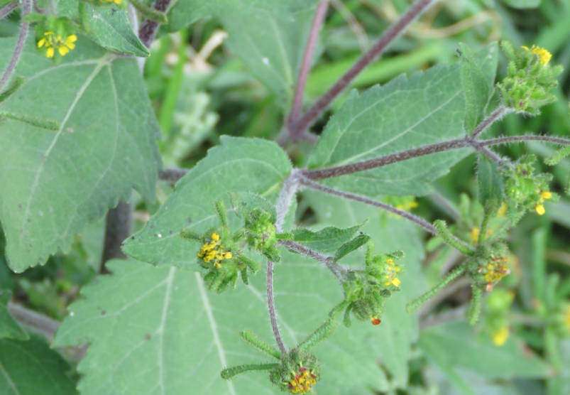 Xixiancao (St. Paul's Wort) Herbal What It Is, Benefits, and Risks